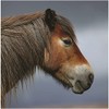 Exmoor Pony Sound Greeting Card Any Occasion Call of The