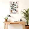 Plato botánico de Ashwagandha – Arte científico 20 x 30