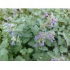 1000+ CATNIP SEEDS - PERENNIAL - BUG REPELLING - NON