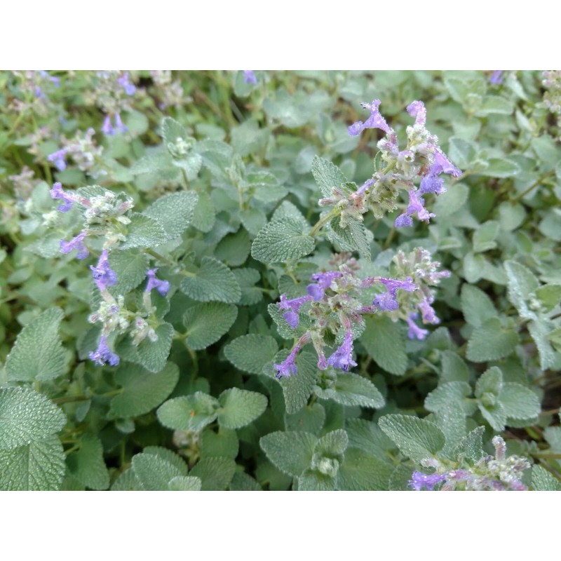 1000+ CATNIP SEEDS - PERENNIAL - BUG REPELLING - NON