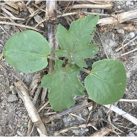 Castor Bean Plant Palma Christi - Ricinus Castor Bean, Ricinus communis, Castor Oil Plant, Plant MASKRETI