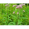 Little Seed Store 201+SWEET JOE PYE WEED Flower Seeds Fragrant