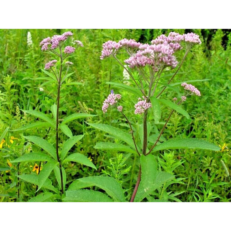 Little Seed Store 201+SWEET JOE PYE WEED Flower Seeds Fragrant