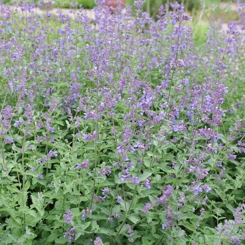 1000+ CATNIP SEEDS - PERENNIAL - BUG REPELLING - NON
