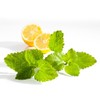 10 packs of 50 lemon balm tea bags / 레몬밤차