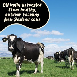 Colostrum Chewable Tablets by Holy Cow Health - Highly Bioactive Colostrum - Ethically Sourced from Healthy New Zealand Cows - Supports Gut Health, Immunity + Overall Well-Being (Strawberry Flavor)