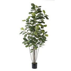 Petals - 6' Fiddle Leaf Fig Silk Tree - 6' Height x 36" Width