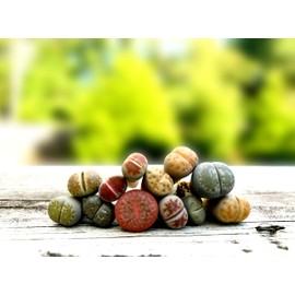Pack of 4 Live Exotic Lithops Plant Medium Size 2 Years Old Rare Living Stone Seedling Perfect Terrarium Addition