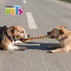 Fancy Pets Juguete de SOGA Tejida con Pelota de Tenis