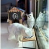 Sunhoo Ceramic Elevated Cat Bowls Raised Puppy Dishes for Food