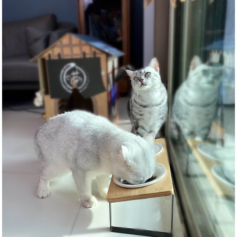Sunhoo Ceramic Elevated Cat Bowls Raised Puppy Dishes for Food