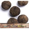 (5) Black Walnut Tree Seeds , Juglans Nigra - Northern - HARDY ZONE 5+