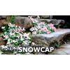 Asiatic Jasmine 'Snowcap' | 2 Large Gallon Size Plants |