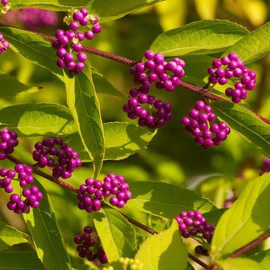 Callicarpa Americana Seeds American Beautyberry Deciduous Shrub Attract Birds Low Maintenance Garden Borders Outdoor 50Pcs Shrub Seeds by YEGAOL Garden