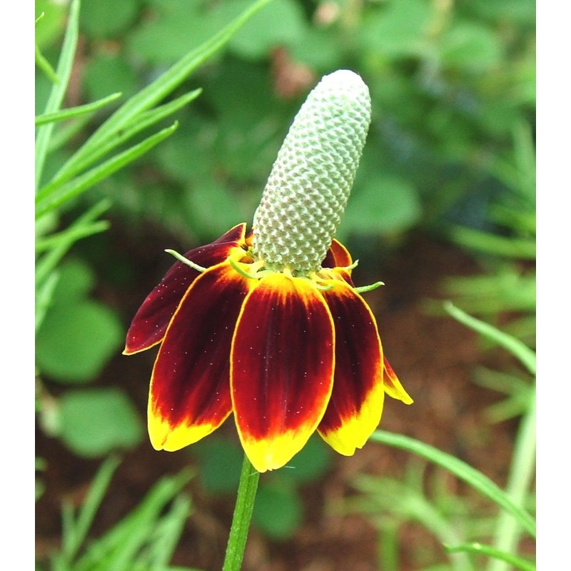 Mexican Hat Nice Garden Flower by Seed Kingdom (2,500 Seeds)