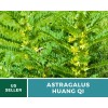 Fresh Astragalus - Huang Qi - 25 Seeds, Heirloom Herb