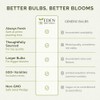 Eden Brothers Ranunculus Bulbs - Cafe