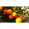 40 Pcs Orange Seeds Planting for Outdoor Indoor