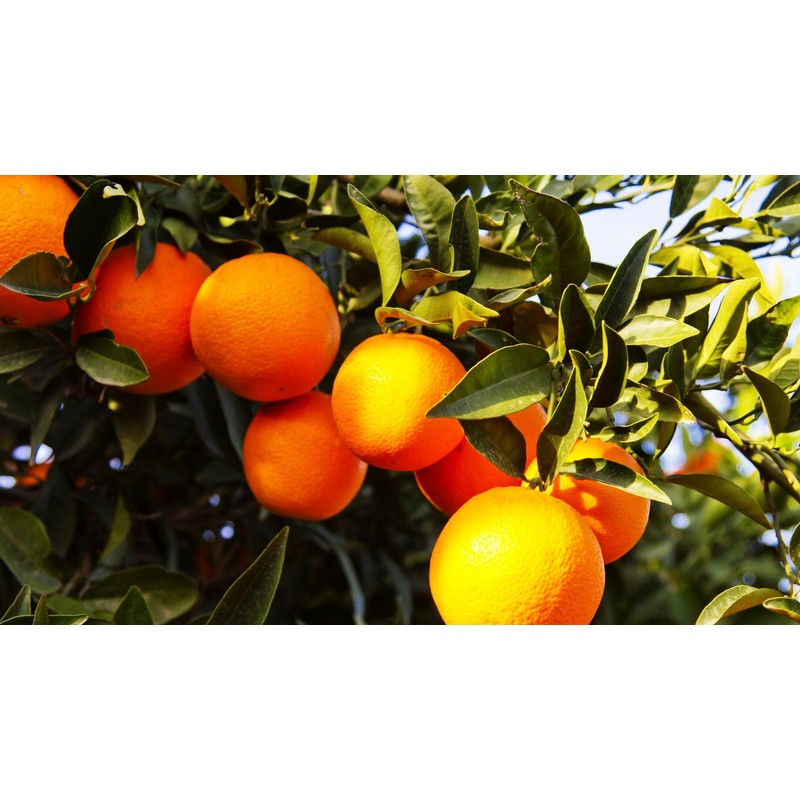 40 Pcs Orange Seeds Planting for Outdoor Indoor