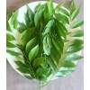 Fresh USDA Cert -10 oz- Fresh Curry Leaves on Petiole