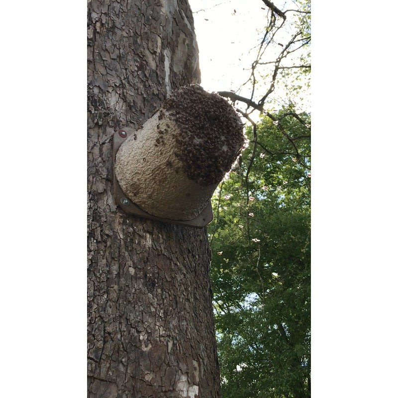 One Freshly 2005 Dried Real USA Honeybee Natural Honeycomb +