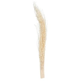 Vickerman 678916-8"-12" Khejur Jhar Bleached Palm 25/pk (H7KHJ999) Dried and Preserved Palms