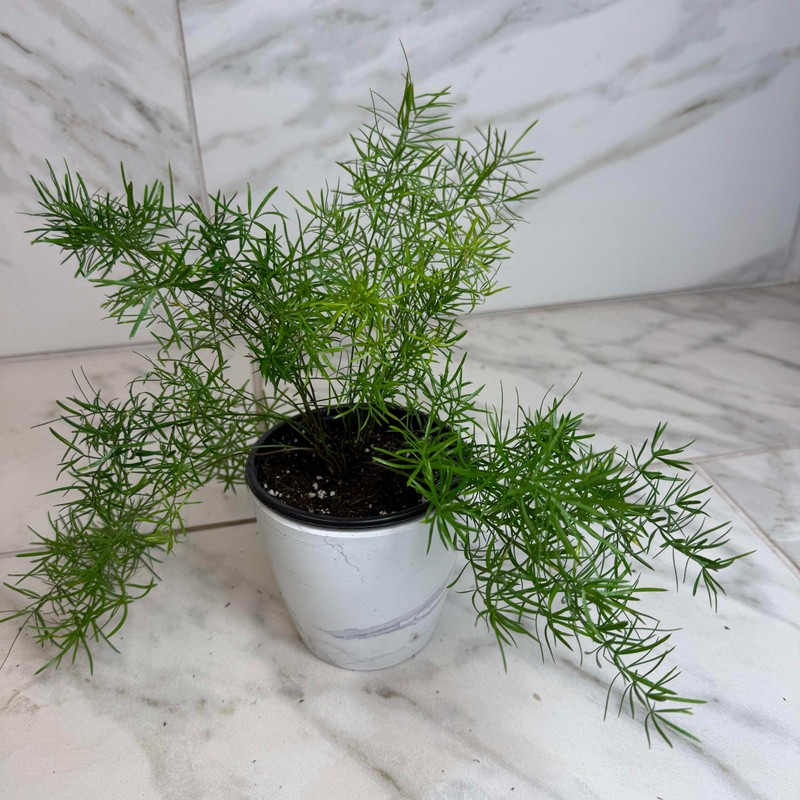 Asparagus Densiflorus Sprengeri Fern, 4" Plant