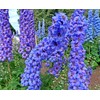 Sky Blue Delphinium Tall Seeds 30+ Seeds for Planting