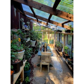 Unique Creek Homestead GIANT PINK BELGIUM Tomato Seeds Organically Grown Unique Creek Homestead Gardens