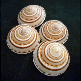 Florida Shells and Gifts 6 Sundial Shells Seashells 1 1/4" - 1 3/4" Coastal Arts, Crafts, Decorating
