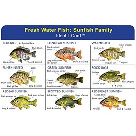 Express Yourself Sunfish Family Ident-I-Card - Freshwater Fish Identification Card