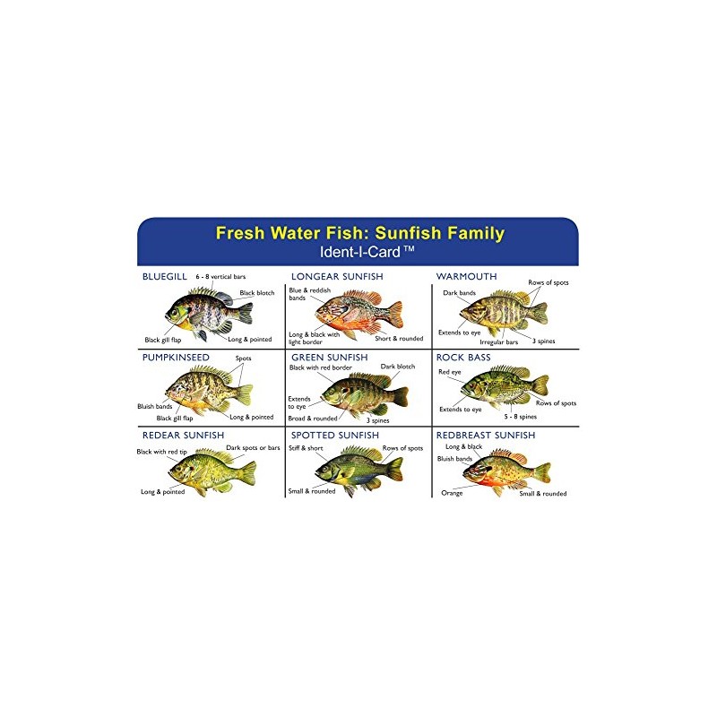 Express Yourself Sunfish Family Ident-I-Card - Freshwater Fish Identification Card