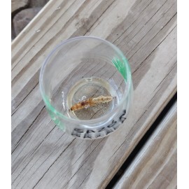 Sazón Oaxaca Shot Glass With Agave Worm At Bottom Vasito Para Mezcal Con Gusano Maguey