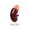 Science Resource S08880 Kidney with Adrenal Gland (Removable) 2X Life