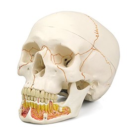 Anatomical Classic Skull w/Opened Lower Jaw