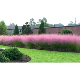 Pink Muhly Grass | 3 Large Live Plants | Muhlenbergia Capillaris | Hairawn Muhly | Blooming Ornamental Foliage