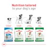 ROYAL CANIN, Adult - Small +8, Croquetas para Perro, 1.1kg