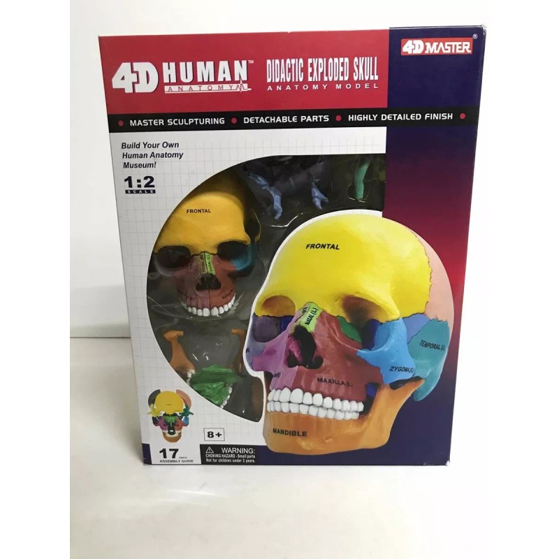 4D Master Craneo Humano Colores Desarmable Didactico 1:2 4d Master