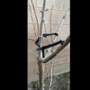 Cunguv 50Pieces Fruit Tree Branch Limb Spreader for Strong Spreading