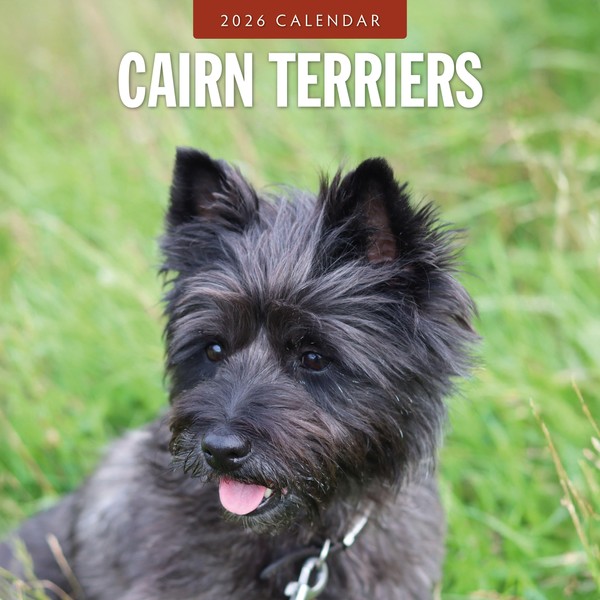 Red Robin 2026 Cairn Terriers Monthly Wall Calendar | 12"