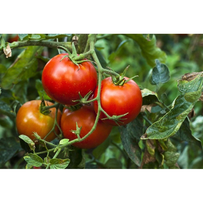 Organic Sun-Dried Tomatoes, 8 Ounces - Salted, Non-GMO, Kosher, Raw,