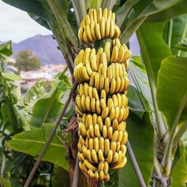 Grand Nain Banana Tree Live Plant for Planting Indoor Outdoor, Cold Hardy Banana Plant Live Banana Tree 4 to 6 Inches Tall, Sweet Banana Fruit Musa Banana