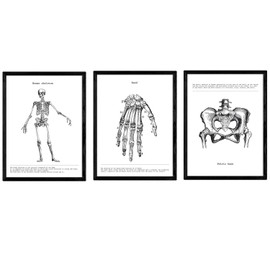 Nacnic Set of 3 Anatomy Posters. Vintage style wall decoration of pelvis, skeleton and hands. Assorted black and white pictures of human anatomy and body parts. Size A3.