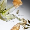 Philosophy Pure Grace Luminous Body Oil 120ml