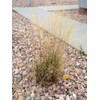 500 Indian Rice Grass Seeds 1.75 Grams Ornamental Native Montina