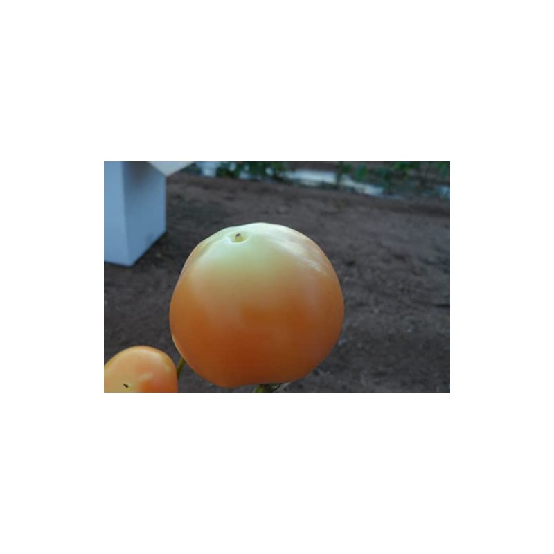 Alma Paprika Pepper Seeds-20+ Seeds