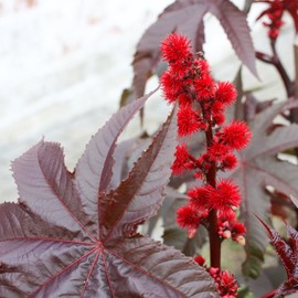 Outsidepride 100 Seeds Annual Ricinus Communis Castor Bean Gibsonii Flower Seeds for Planting