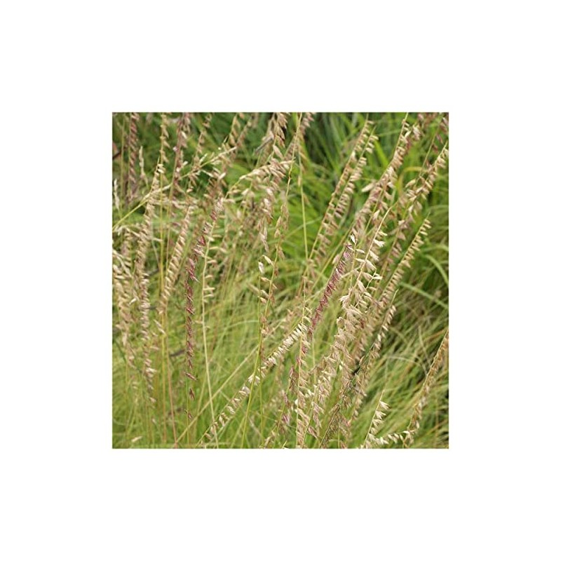 Everwilde Farms - 1 Lb Side-Oats Grama Native Grass Seeds