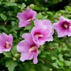 1+1 Rose of Sharon Extract Pure Rose of Sharon Day