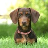 BUDKAS Rolled Leather Dog Collar for Small Medium Large Dogs